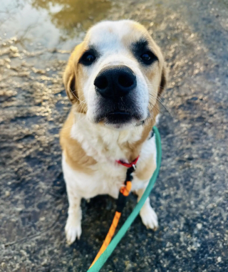 Illustration de l'article : Ce chien qui se retrouve au refuge apr&egrave;s 5 ans de qui&eacute;tude se couvre les yeux comme pour &eacute;viter d'affronter la dure r&eacute;alit&eacute;