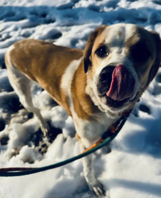 Illustration de l'article : Ce chien qui se retrouve au refuge apr&egrave;s 5 ans de qui&eacute;tude se couvre les yeux comme pour &eacute;viter d'affronter la dure r&eacute;alit&eacute;