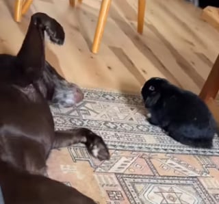 Illustration de l'article : Un Labrador profite d&rsquo;un moment de calme pour caresser son ami le lapin (vid&eacute;o)