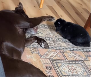 Illustration de l'article : Un Labrador profite d&rsquo;un moment de calme pour caresser son ami le lapin (vid&eacute;o)