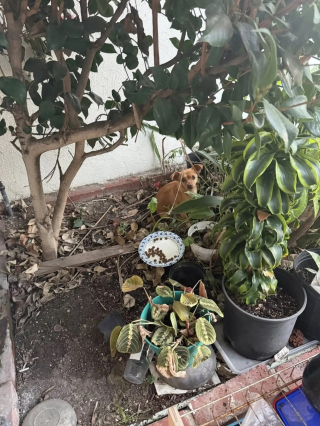 Illustration de l'article : Terrifi&eacute;e et cach&eacute;e dans des buissons cette petite chienne perdue retrouve sa famille gr&acirc;ce &agrave; un avis de recherche