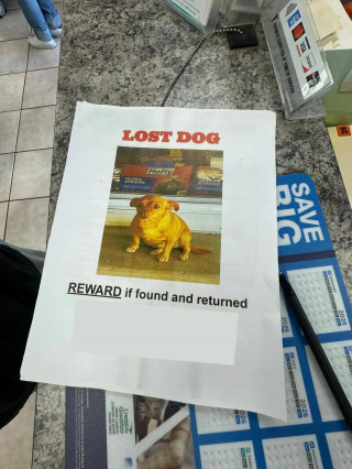 Illustration de l'article : Terrifi&eacute;e et cach&eacute;e dans des buissons cette petite chienne perdue retrouve sa famille gr&acirc;ce &agrave; un avis de recherche