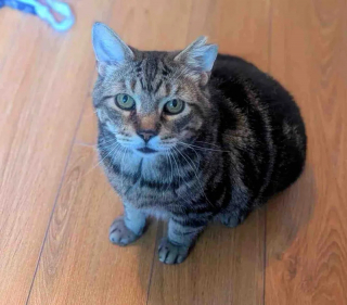 Illustration de l'article : &laquo; Il apprend ce que c'est que d'&ecirc;tre aim&eacute; &raquo;, un chat d&eacute;couvre le bonheur de la vie &agrave; la maison apr&egrave;s des ann&eacute;es d&rsquo;errance