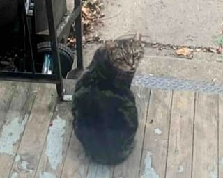 Illustration de l'article : &laquo; Il apprend ce que c'est que d'&ecirc;tre aim&eacute; &raquo;, un chat d&eacute;couvre le bonheur de la vie &agrave; la maison apr&egrave;s des ann&eacute;es d&rsquo;errance