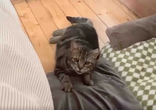 Illustration de l'article : &laquo; Il apprend ce que c'est que d'&ecirc;tre aim&eacute; &raquo;, un chat d&eacute;couvre le bonheur de la vie &agrave; la maison apr&egrave;s des ann&eacute;es d&rsquo;errance