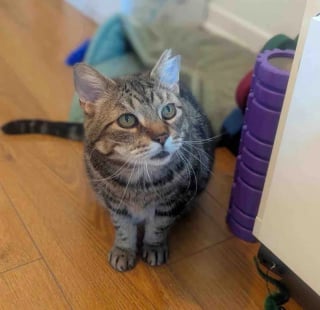 Illustration de l'article : &laquo; Il apprend ce que c'est que d'&ecirc;tre aim&eacute; &raquo;, un chat d&eacute;couvre le bonheur de la vie &agrave; la maison apr&egrave;s des ann&eacute;es d&rsquo;errance