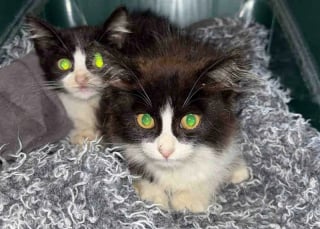 Illustration de l'article : Apr&egrave;s avoir recueilli des chatons et un chat, ces bienfaiteurs s&rsquo;aper&ccedil;oivent que celui qu&rsquo;ils prenaient pour la m&egrave;re &eacute;tait en r&eacute;alit&eacute; un m&acirc;le