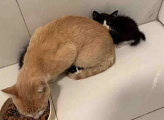 Illustration de l'article : Apr&egrave;s avoir recueilli des chatons et un chat, ces bienfaiteurs s&rsquo;aper&ccedil;oivent que celui qu&rsquo;ils prenaient pour la m&egrave;re &eacute;tait en r&eacute;alit&eacute; un m&acirc;le