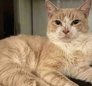 Illustration de l'article : Apr&egrave;s avoir recueilli des chatons et un chat, ces bienfaiteurs s&rsquo;aper&ccedil;oivent que celui qu&rsquo;ils prenaient pour la m&egrave;re &eacute;tait en r&eacute;alit&eacute; un m&acirc;le