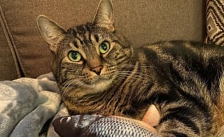 Illustration de l'article : Ce chat n'a pas l'intention de partager sa ma&icirc;tresse ni son lit avec son &laquo; humain de rechange &raquo; et le lui fait bien savoir (vid&eacute;o)