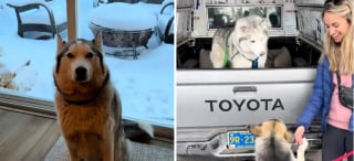 Illustration de l'article : &laquo; Je n'en croyais pas mes yeux &raquo;, ce Husky qui r&eacute;agissait mal aux autres chiens retrouve la joie de vivre gr&acirc;ce &agrave; sa nouvelle soeur
