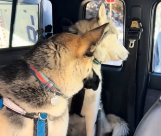 Illustration de l'article : &laquo; Je n'en croyais pas mes yeux &raquo;, ce Husky qui r&eacute;agissait mal aux autres chiens retrouve la joie de vivre gr&acirc;ce &agrave; sa nouvelle soeur