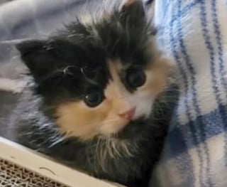 Illustration de l'article : La chance sourit &agrave; un facteur le jour o&ugrave; il sauve un adorable chaton et remporte le gros lot aux jeux