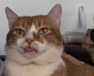 Illustration de l'article : Nourri pendant des semaines avec de la nourriture molle, ce chat atteint d&rsquo;une maladie immunitaire handicapante parvient &agrave; surmonter sa douleur