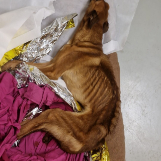 Illustration de l'article : &laquo; Rien n'est gagn&eacute; mais il se bat &raquo;, un appel &agrave; t&eacute;moins lanc&eacute; au sujet d'un chien squelettique qui s'accroche courageusement &agrave; la vie