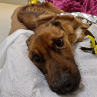 Illustration de l'article : &laquo; Rien n'est gagn&eacute; mais il se bat &raquo;, un appel &agrave; t&eacute;moins lanc&eacute; au sujet d'un chien squelettique qui s'accroche courageusement &agrave; la vie