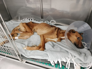 Illustration de l'article : &laquo; Rien n'est gagn&eacute; mais il se bat &raquo;, un appel &agrave; t&eacute;moins lanc&eacute; au sujet d'un chien squelettique qui s'accroche courageusement &agrave; la vie