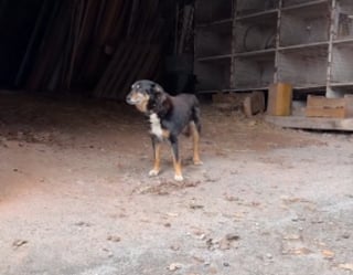 Illustration de l'article : 2 ans apr&egrave;s avoir perdu son ma&icirc;tre, ce chien attend encore &agrave; la ferme mais se d&eacute;cide enfin &agrave; rejoindre sa nouvelle maison