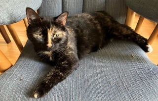 Illustration de l'article : Alors qu'ils envisagent de retirer les avis de recherche, leur chatte introuvable depuis 120 jours refait surface