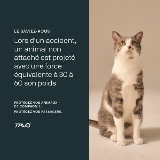 Illustration de l'article : Face aux risques m&eacute;connus en voiture, Tavo Pets lance une campagne pour prot&eacute;ger nos chiens et chats autant que nos enfants