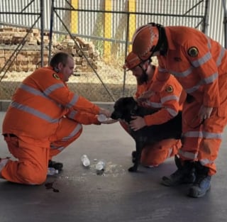 Illustration de l'article : &laquo; Nous &eacute;tions tellement heureux &raquo;, des sauveteurs portent secours &agrave; un chien coinc&eacute; entre deux conteneurs en acier