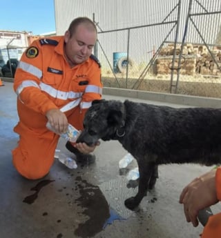 Illustration de l'article : &laquo; Nous &eacute;tions tellement heureux &raquo;, des sauveteurs portent secours &agrave; un chien coinc&eacute; entre deux conteneurs en acier