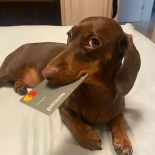 Illustration de l'article : 12 photos amusantes qui prouvent que chiens et chats sont les rois des pitreries