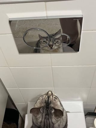 Illustration de l'article : 12 photos amusantes qui prouvent que chiens et chats sont les rois des pitreries