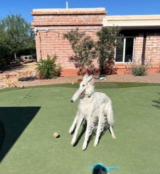 Illustration de l'article : 12 photos amusantes qui prouvent que chiens et chats sont les rois des pitreries