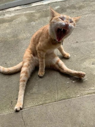 Illustration de l'article : 12 photos amusantes qui prouvent que chiens et chats sont les rois des pitreries