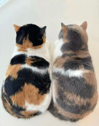 Illustration de l'article : 12 photos amusantes qui prouvent que chiens et chats sont les rois des pitreries