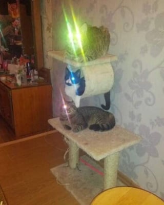 Illustration de l'article : 12 photos amusantes qui prouvent que chiens et chats sont les rois des pitreries