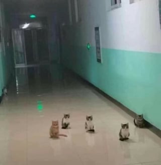 Illustration de l'article : 14 photos dr&ocirc;les de chats et de chiens qui d&eacute;gagent une aura particuli&egrave;re