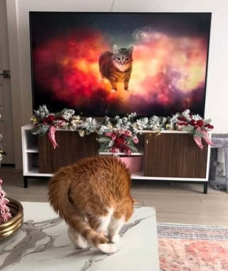 Illustration de l'article : 14 photos dr&ocirc;les de chats et de chiens qui d&eacute;gagent une aura particuli&egrave;re