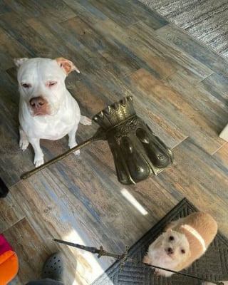 Illustration de l'article : 14 photos dr&ocirc;les de chats et de chiens qui d&eacute;gagent une aura particuli&egrave;re