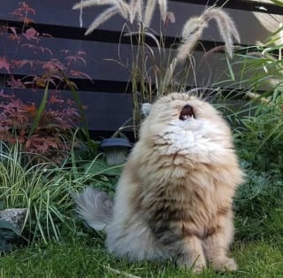 Illustration de l'article : 14 photos dr&ocirc;les de chats et de chiens qui d&eacute;gagent une aura particuli&egrave;re