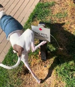 Illustration de l'article : 14 photos dr&ocirc;les de chats et de chiens qui d&eacute;gagent une aura particuli&egrave;re