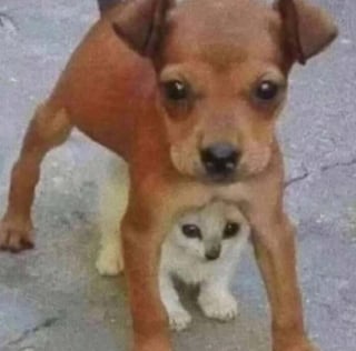 Illustration de l'article : 14 photos dr&ocirc;les de chats et de chiens qui d&eacute;gagent une aura particuli&egrave;re