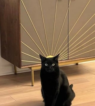 Illustration de l'article : 14 photos dr&ocirc;les de chats et de chiens qui d&eacute;gagent une aura particuli&egrave;re