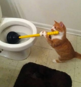 Illustration de l'article : 10 photos de chats dont le style et l&rsquo;attitude vont vous amuser