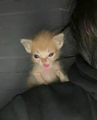 Illustration de l'article : 10 photos de chats dont le style et l&rsquo;attitude vont vous amuser