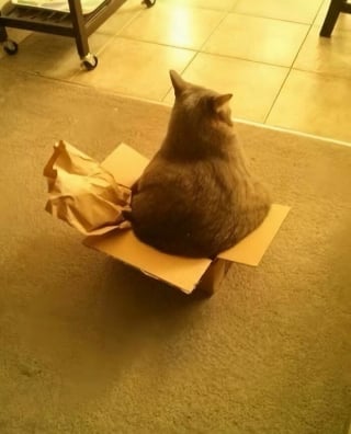 Illustration de l'article : 10 photos de chats dont le style et l&rsquo;attitude vont vous amuser