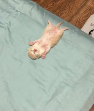 Illustration de l'article : 10 photos de chats dont le style et l&rsquo;attitude vont vous amuser