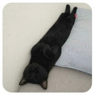 Illustration de l'article : 10 photos de chats dont le style et l&rsquo;attitude vont vous amuser