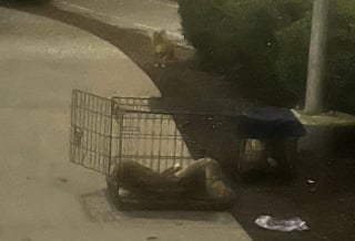 Illustration de l'article : Abandonn&eacute;s en pleine nuit dans un parc ce chiot terrifi&eacute; refuse de fuir sans son fr&egrave;re en cage lors de leur sauvetage