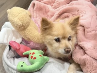 Illustration de l'article : Les retrouvailles « surréalistes » entre cette famille et sa chienne bien-aimée disparue sans raison 12 ans plus tôt