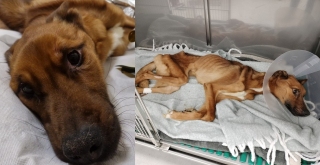 Illustration de l'article : Des nouvelles rassurantes de Vicky le chien squelettique abandonn&eacute; qui s'alimente enfin seul et a vu une cagnotte solidaire s'ouvrir pour ses soins 