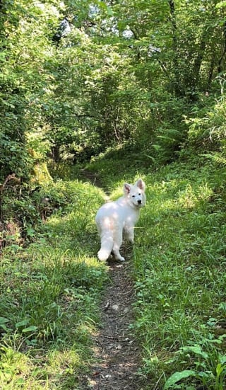 Illustration de l'article : Rest&eacute;e seule sur la cr&ecirc;te apr&egrave;s la chute de ses humains, une chienne erre 2 jours en montagne avant d&rsquo;&ecirc;tre retrouv&eacute;e