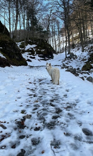 Illustration de l'article : Rest&eacute;e seule sur la cr&ecirc;te apr&egrave;s la chute de ses humains, une chienne erre 2 jours en montagne avant d&rsquo;&ecirc;tre retrouv&eacute;e