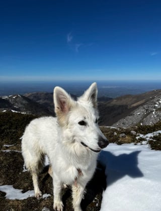 Illustration de l'article : Rest&eacute;e seule sur la cr&ecirc;te apr&egrave;s la chute de ses humains, une chienne erre 2 jours en montagne avant d&rsquo;&ecirc;tre retrouv&eacute;e